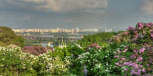 [ru]����, �������� ������ � ������������ ������������ ���� ��. �.�.������ ��� �������[en]Kyiv, Blooming Lilac in M.M.Gryshko National Botanical Garden of NAS of Ukraine