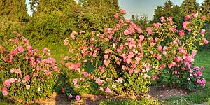 [ru]����, ������� � ������������ ������������ ���� ��. �.�.������ ��� �������[en]Kyiv, Rosarium in M.M.Gryshko National Botanical Garden of NAS of Ukraine