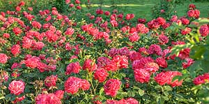[ru]����, ������� � ������������ ������������ ���� ��. �.�.������ ��� �������[en]Kyiv, Rosarium in M.M.Gryshko National Botanical Garden of NAS of Ukraine