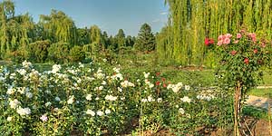 [ru]����, ������� � ������������ ������������ ���� ��. �.�.������ ��� �������[en]Kyiv, Rosarium in M.M.Gryshko National Botanical Garden of NAS of Ukraine