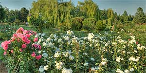 [ru]����, ������� � ������������ ������������ ���� ��. �.�.������ ��� �������[en]Kyiv, Rosarium in M.M.Gryshko National Botanical Garden of NAS of Ukraine