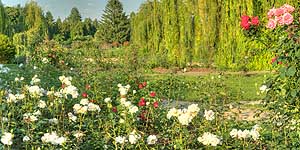 [ru]����, ������� � ������������ ������������ ���� ��. �.�.������ ��� �������[en]Kyiv, Rosarium in M.M.Gryshko National Botanical Garden of NAS of Ukraine