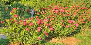 [ru]����, ������� � ������������ ������������ ���� ��. �.�.������ ��� �������[en]Kyiv, Rosarium in M.M.Gryshko National Botanical Garden of NAS of Ukraine