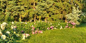 [ru]����, ������� � ������������ ������������ ���� ��. �.�.������ ��� �������[en]Kyiv, Rosarium in M.M.Gryshko National Botanical Garden of NAS of Ukraine