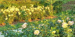 [ru]����, ������� � ������������ ������������ ���� ��. �.�.������ ��� �������[en]Kyiv, Rosarium in M.M.Gryshko National Botanical Garden of NAS of Ukraine