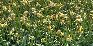 [ru]����, ������������ ������������ ��� ��. �.�.������ ��� �������[en]Kyiv, M.M.Gryshko National Botanical Garden of NAS of Ukraine