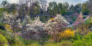 [ru]����, �������� �������� � ������������ ���� ��. �.�.������[en]Kyiv, Blooming Magnolia in A.V.Fomin Botanical Garden